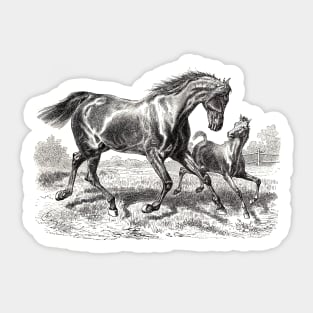 Horse Black & White Illustration - A Mare with a Foal Sticker